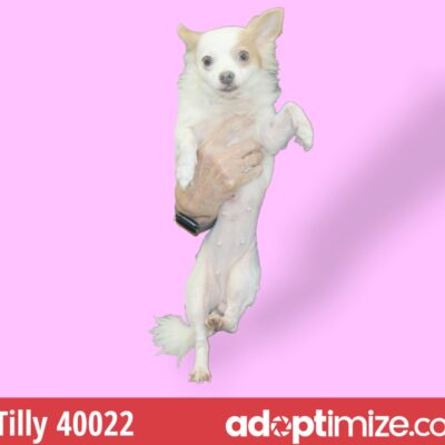 Tilly 40022-Adoption Pending
