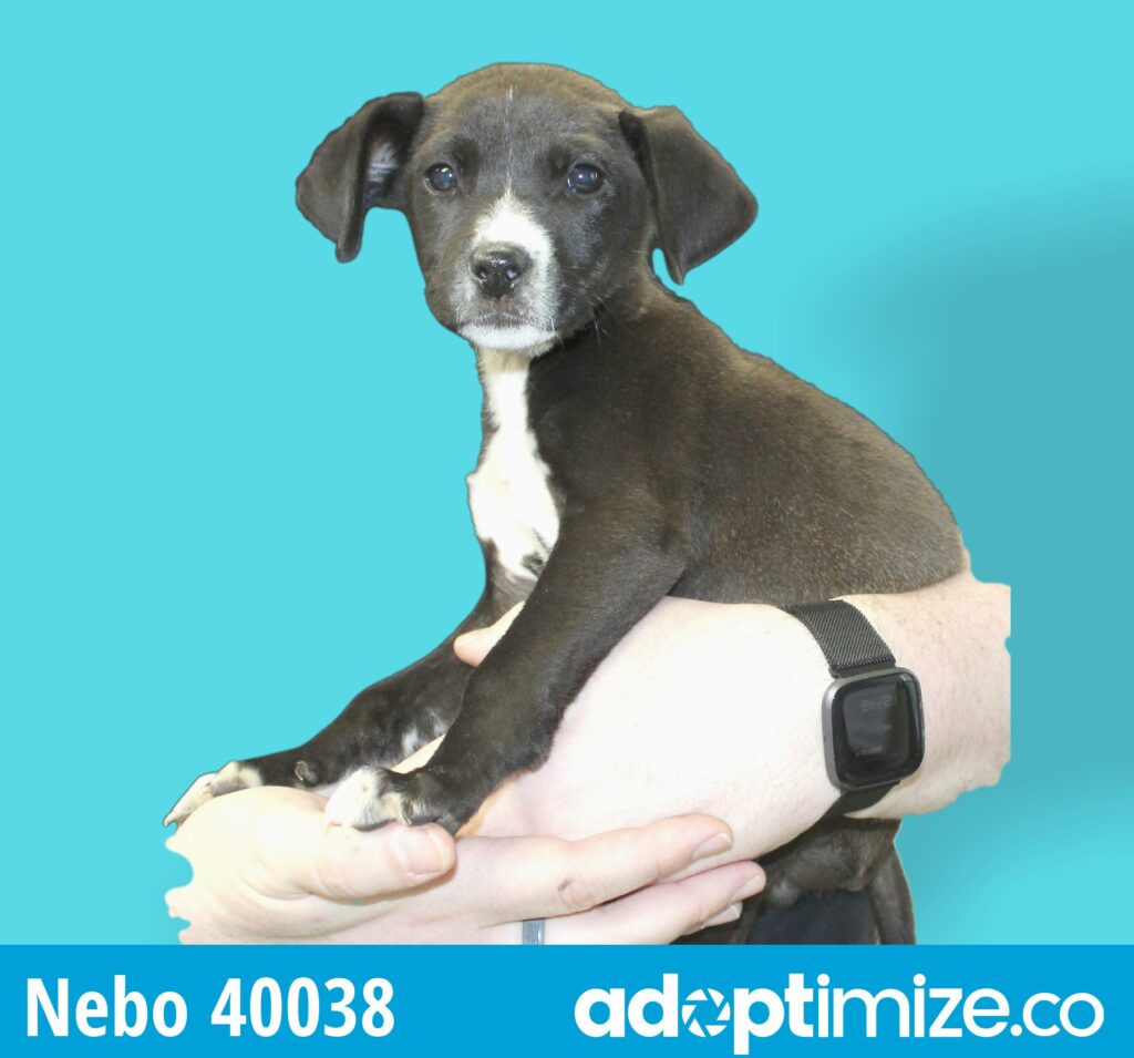 Nebo 40038 BainbridgeDecatur County Humane Society