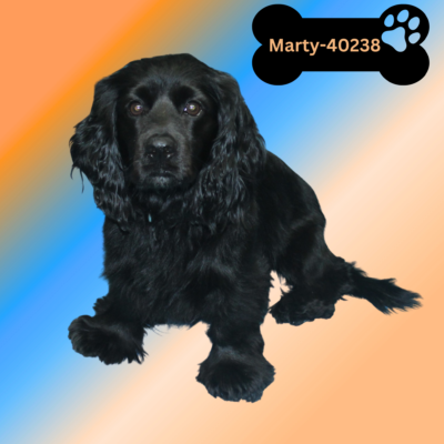 Marty 40238-Adoption Pending