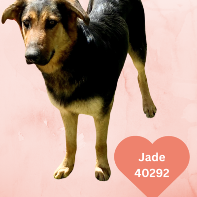 Jade & Pups 40292-40303