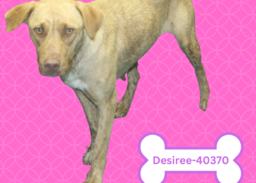 Desiree & pups 40370-72