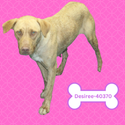 Desiree & pups 40370-72