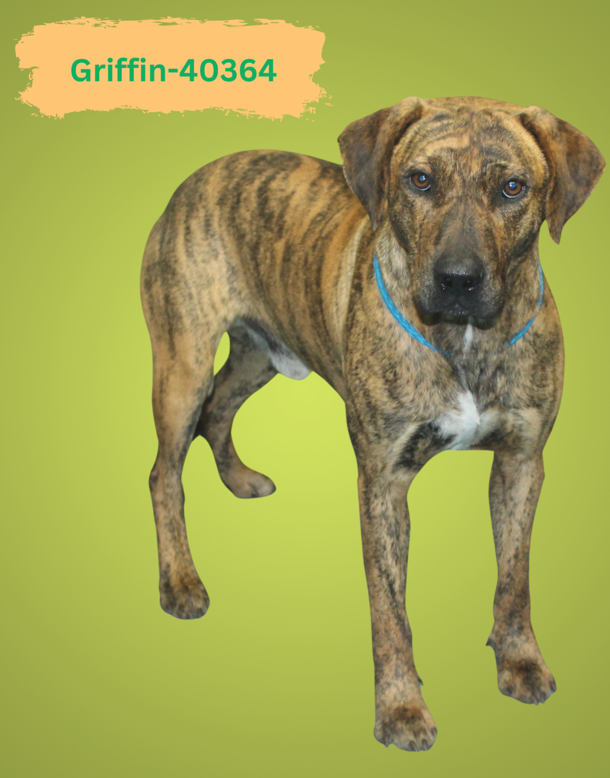The Ultimate Guide To Pet Care In Griffin Ga Humane Society Griffin Ga - wiop5t5