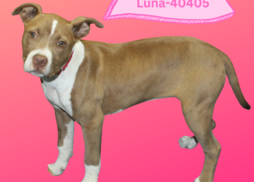 Laney, Luna, Lilly 40404-06