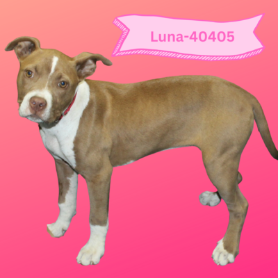 Laney, Luna, Lilly 40404-06