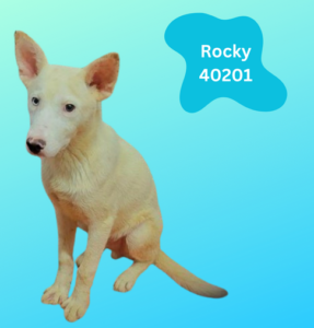 Rocky, Reba 40201-00