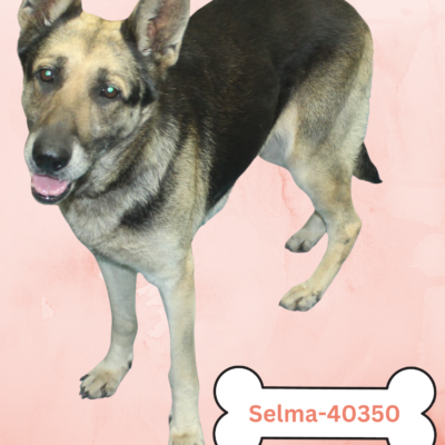 Selma 40350