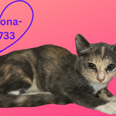 Adopt a Cat - Bainbridge-Decatur County Humane Society
