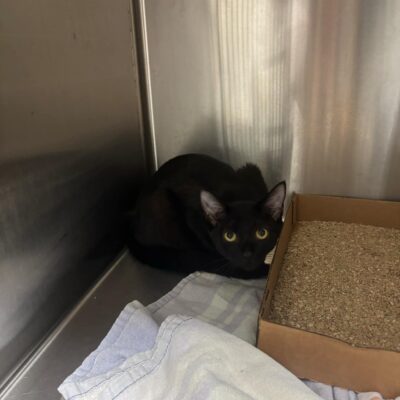 Adopt a Cat - Bainbridge-Decatur County Humane Society