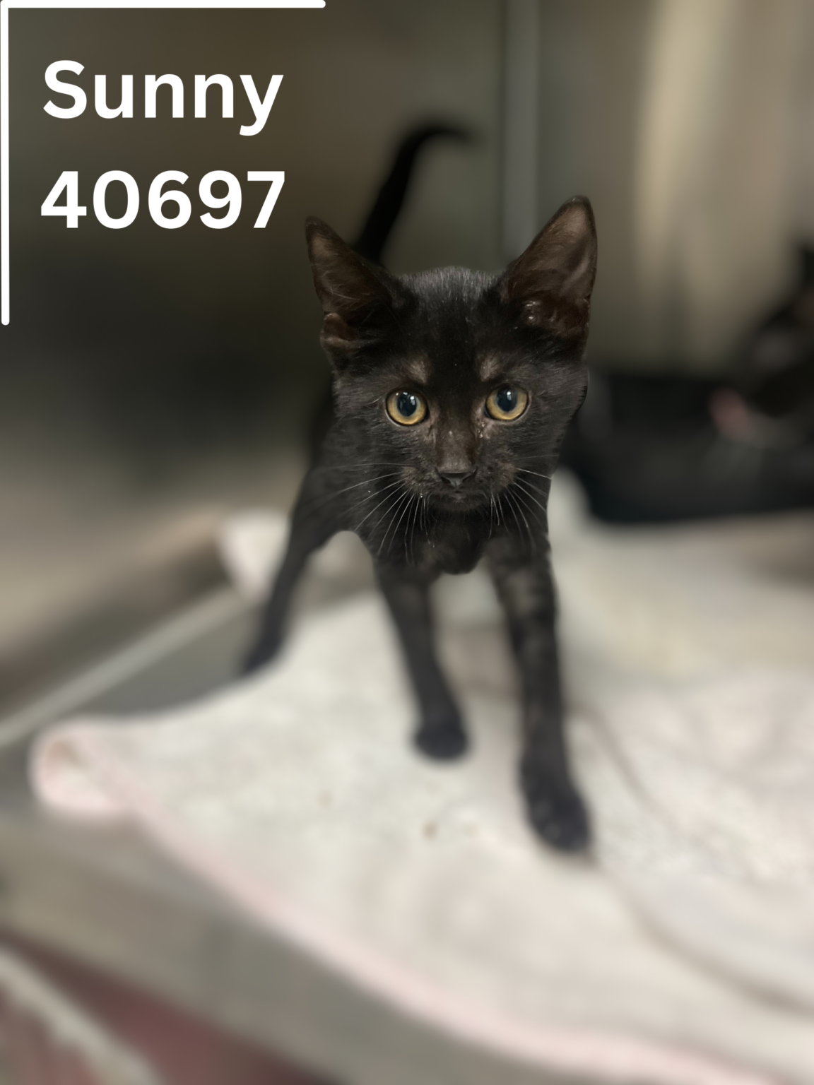 S Kits 4069697 BainbridgeDecatur County Humane Society