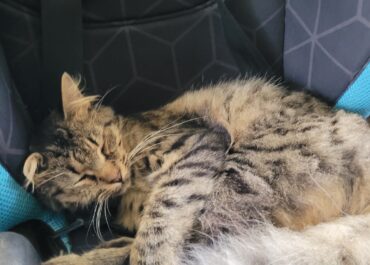 Lost cat