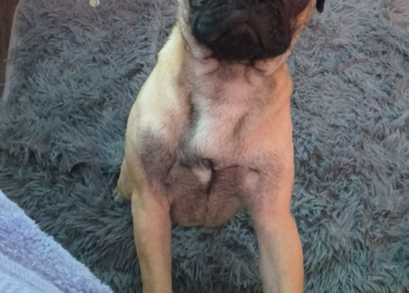 Missing pug he's 6 months and his name is Melon