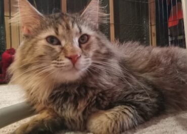 Lost tabby cat