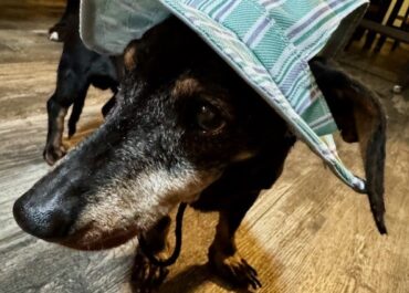 Missing 16+ year old male, miniature dachshund!
