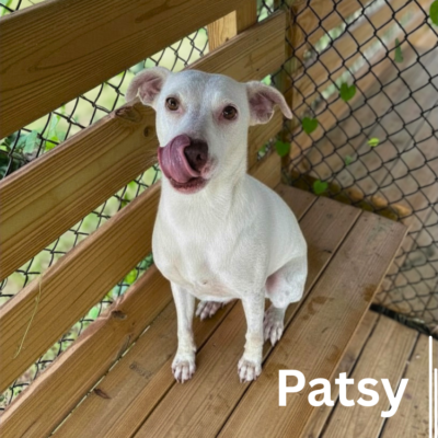 Patsy 43649, 2 Years/Female
