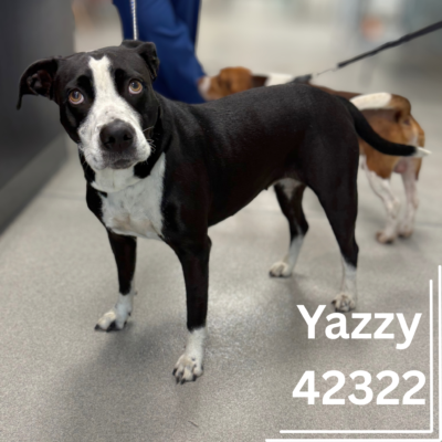 Yazzy 42322 Reclaimed