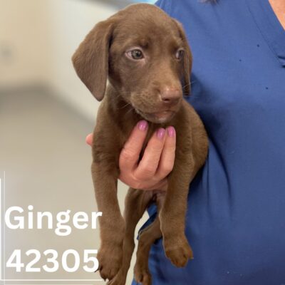 Ginger 42305- ADOPTED