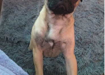 Missing pug