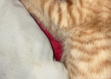 Missing orange tabby male