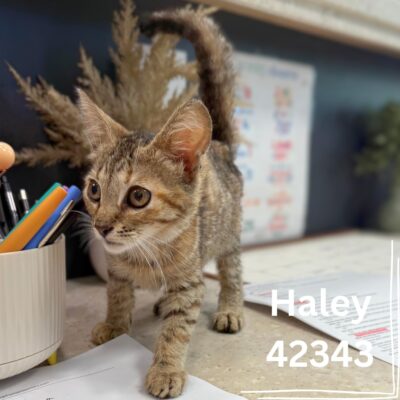 Haley 42343- ADOPTED