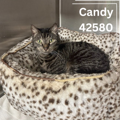 Candy 42580