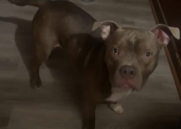 Lost dog near bainbridge/vada rd
