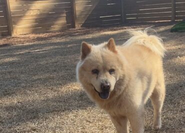 Lost white/beige chow