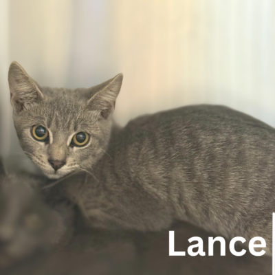 Lance 42535