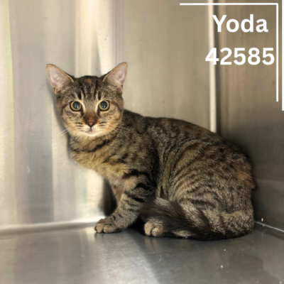 Yoda 42585