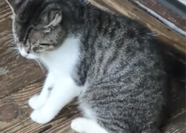 Lost cat