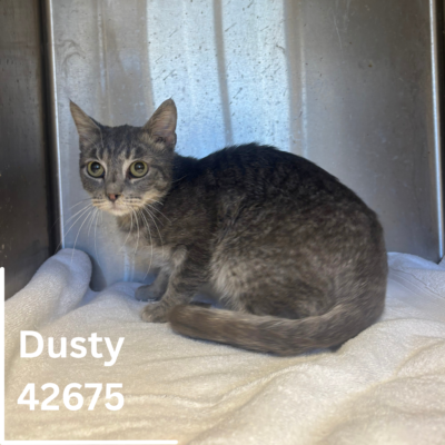 Dusty 42672