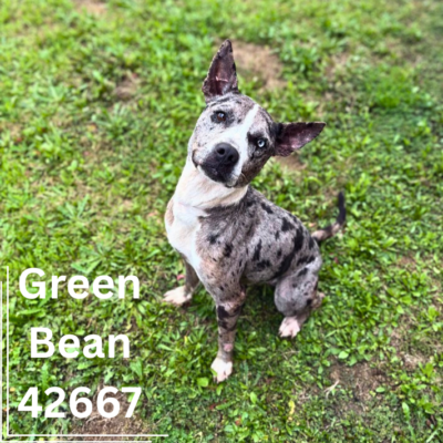 Green Bean 42667