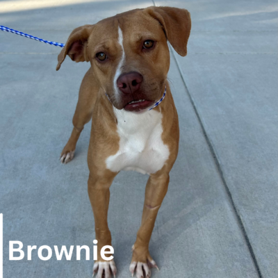 Brownie 42488