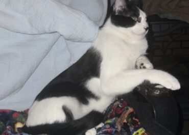 Lost Cat - MooMoo