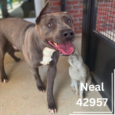 Neal 42957, 2 Years/ Male