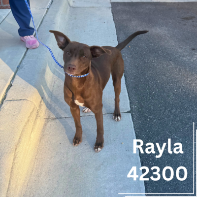 Rayla 42300