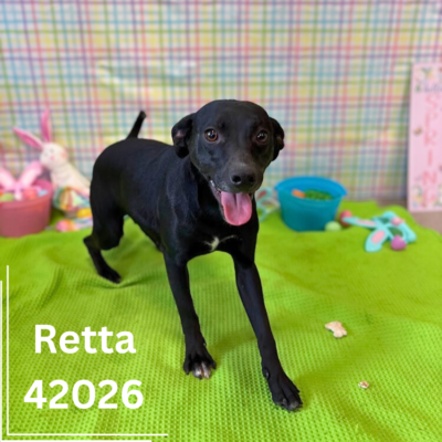Retta 42026