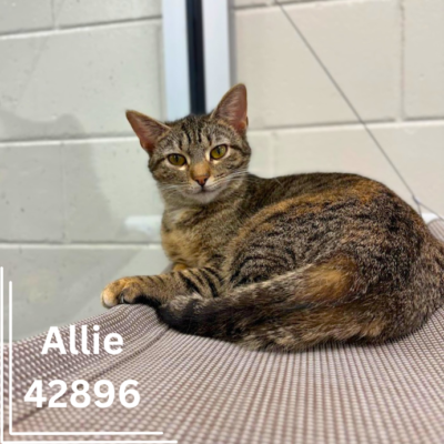 Allie 42896- PENDING