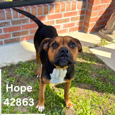 Hope 42863