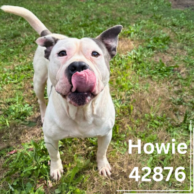 Howie 42876, 3 Years/Male