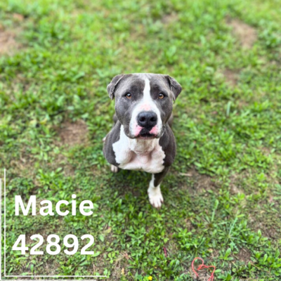 Macie 42892