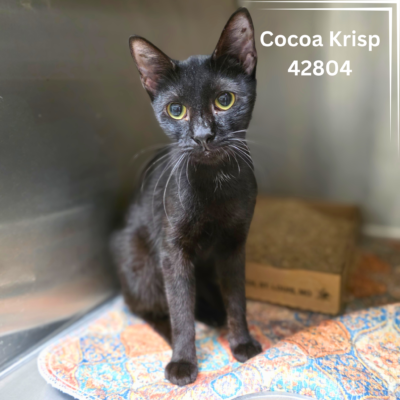 Cocoa Krisp 42804