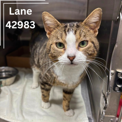 Lane 42983