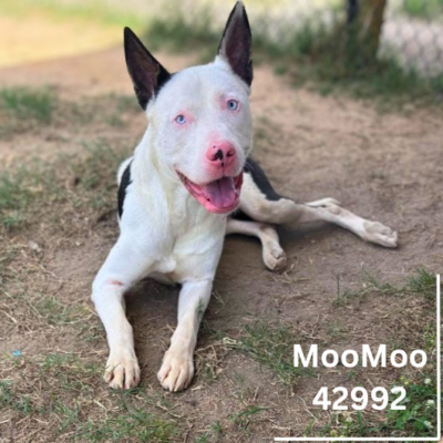 MooMoo 42992, 2 Years/Male