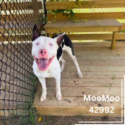 MooMoo 42992, 2 Years/Male
