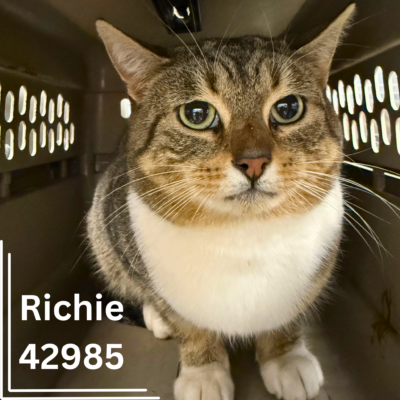 Richie 42985 - pending