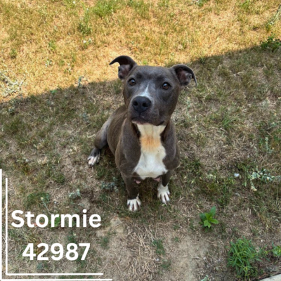 Stormie 42987