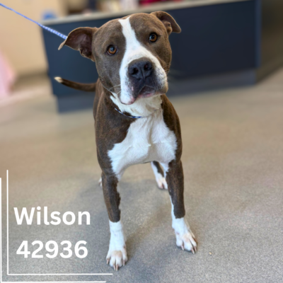 Wilson 42936