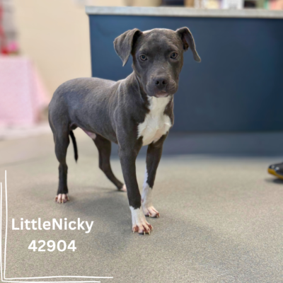 Little Nicky 42904