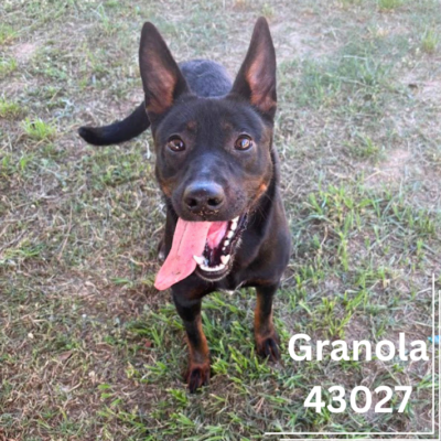 Granola 43024